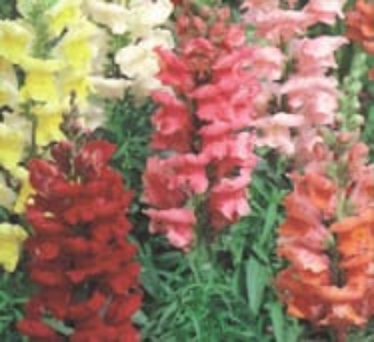 Picture of Antirrhinum - Sonnet Series Mixed F1